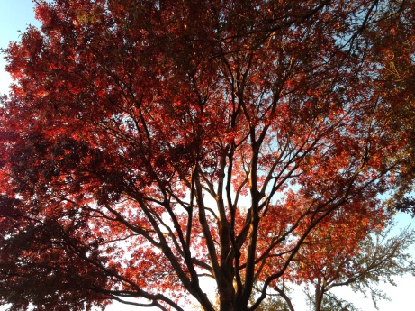red oak autumn